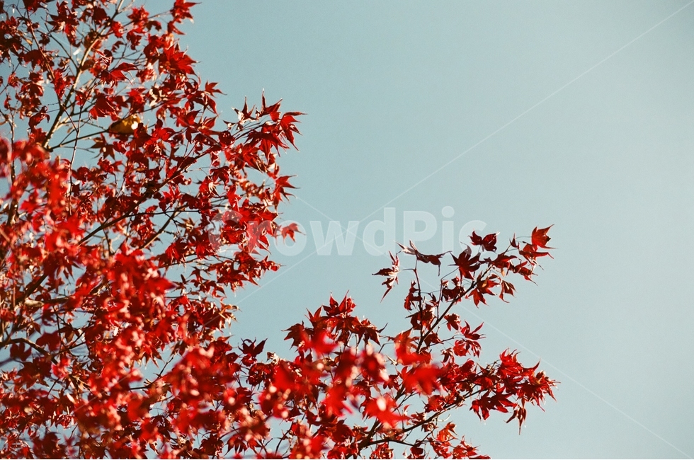 낙엽,나무,식물,감성,가을,단풍,자연풍경,자연,감정,landscape,feeling,emotion,가을,계절,fall,autumn,season,식물,자연,plants,nature,감성,sensible,feeling,plant,leaf,잎,tree,maple