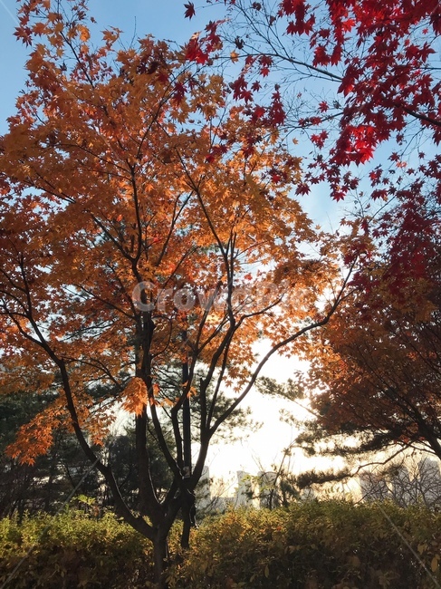 단풍나무,가을,autumn,가을단풍나무,가을햇빛