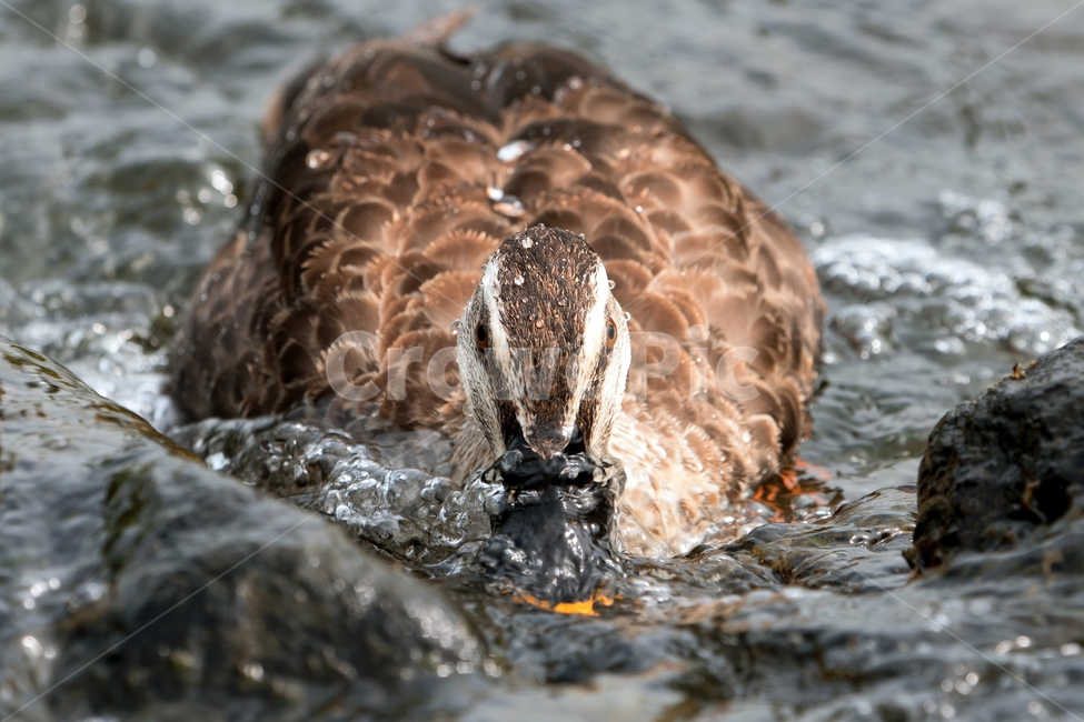 오리,흰뺨검둥오리,새,조류,동물,철새,야생동물,자연,생태,생태계,bird,duck,animal,spotbillduck,동물,animal,조류,새,birds