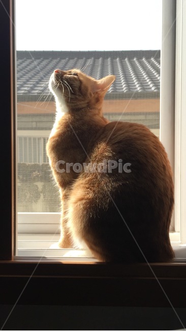 고양이,햇살,창가,감성,반려동물,조용한,한국,궁금한,햇빛,창문,실루엣,cat,kitty,kitten,Shadow,silhouette,window,seat,sunshine,동물,animal,포유류,mammal,고양이,cat,kitten,kitty
