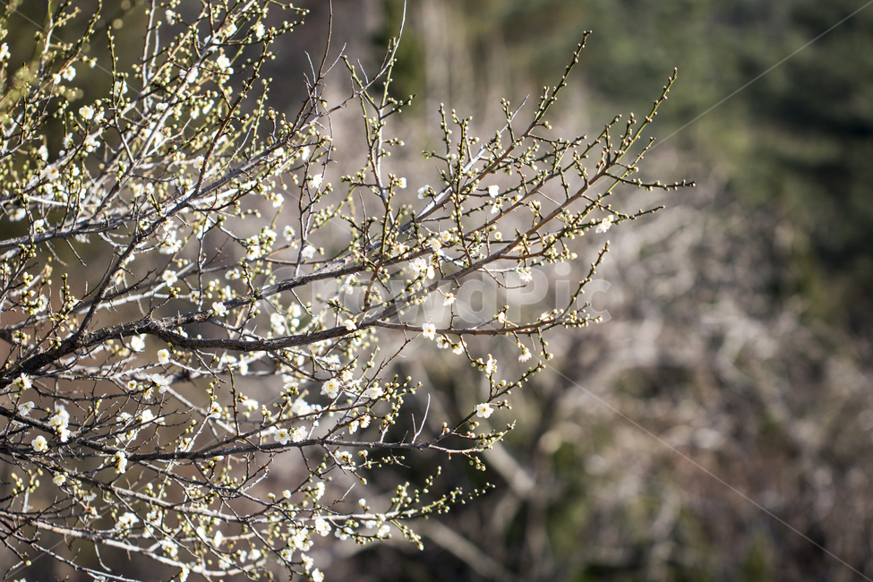 매화,매화꽃,매화나무,봄,봄꽃,꽃,봄,계절,spring,season,식물,자연,plants,nature,꽃,flower,plant