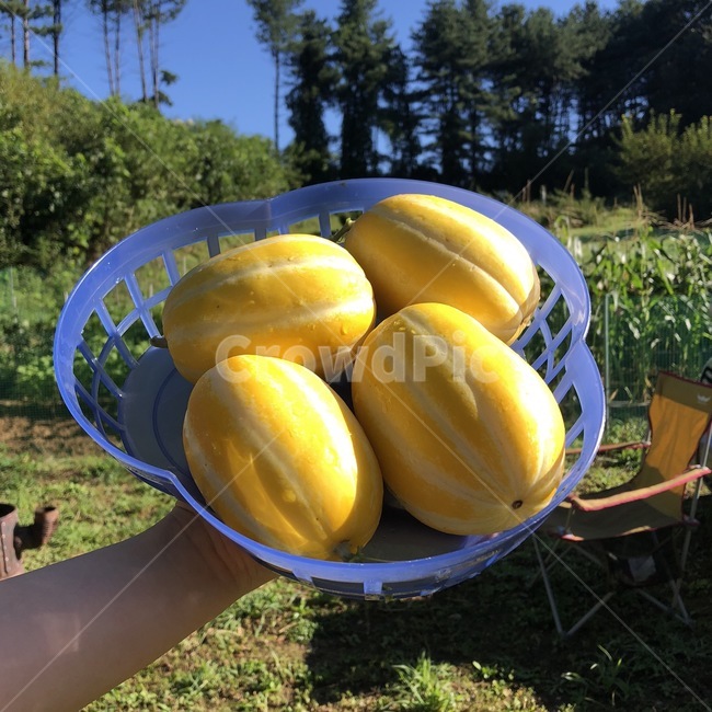 음식,과일,참외,싱싱함,자연,여름,계절,summer,season,음식,식재료,요리,food,cook,meal,dishes,food reserves,과일,열매,fruit,melon,멜론,plant,식물