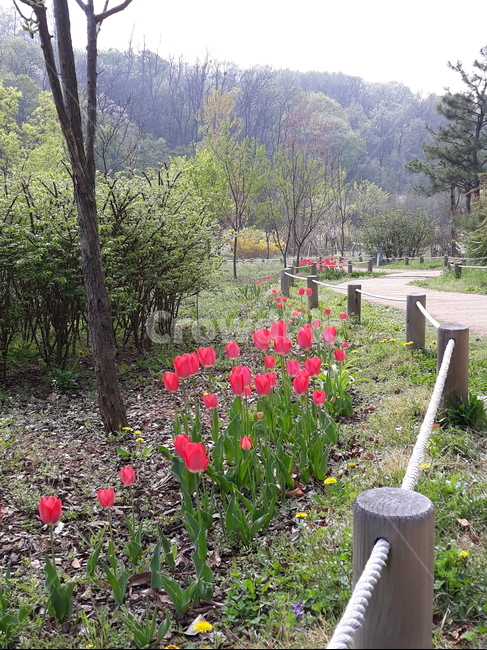 튜울립,tulip,봄꽃,부천식물원,나들이,식물,자연,plants,nature,꽃,flower