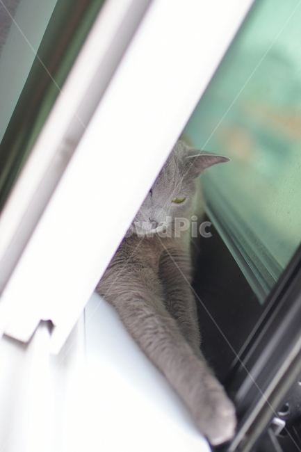 고양이,캣,반려묘,동물,반려동물,러시안블루,cat,animal,pet,동물,animal,고양이,cat,kitten,kitty