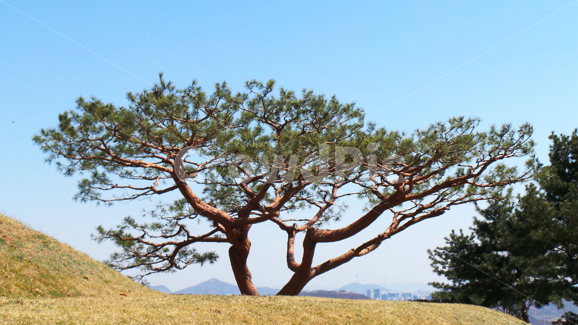소나무,솔나무,나무,tree,식물,우아한