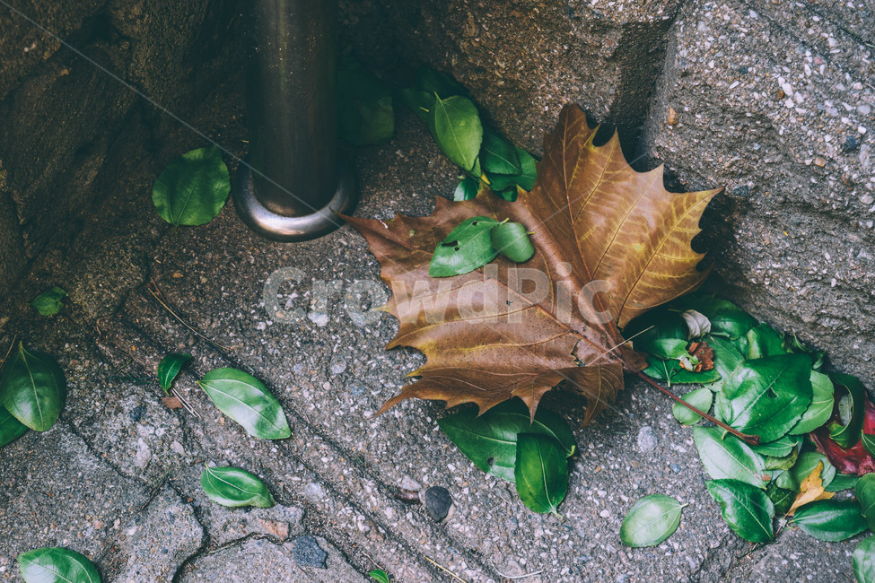 식물,자연,풍경,나뭇잎,계단,나무,낙엽,초록,green,차가운,콘크리트,인테리어,차분한,tree,plant,식물,자연,plants,nature,감성,sensible,feeling