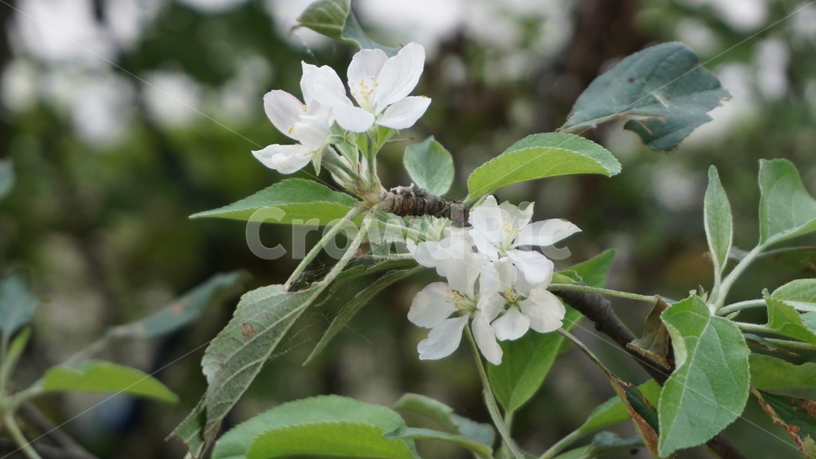 식물,꽃,사과,사과꽃,열매,꽃나무,사과나무,꽃,flower