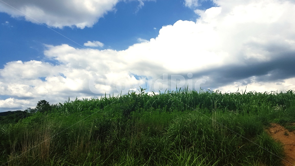 nature,자연,outdoors,weather,날씨,grass,잔디,plant,식물,cloud,구름,sky,하늘,언덕,초원
