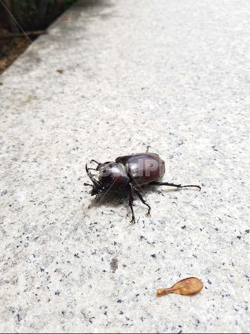 곤충,풍뎅이,갈색,자연,작은,야생,벌레,딱정벌레,곤충,벌레,insect,bug