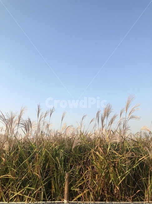 갈대,갈대밭,자연,풍경,가을,nature,fall,계절,가을,계절,fall,autumn,season,자연,풍경,nature,landscape,grass,잔디,plant,식물,lawn