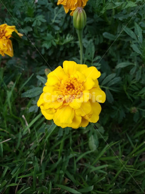 꽃,힐링,노란색,식물,flower