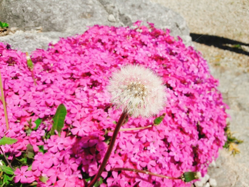 꽃,민들레,민들레꽃,식물,분홍색꽃,분홍색,민들레씨
