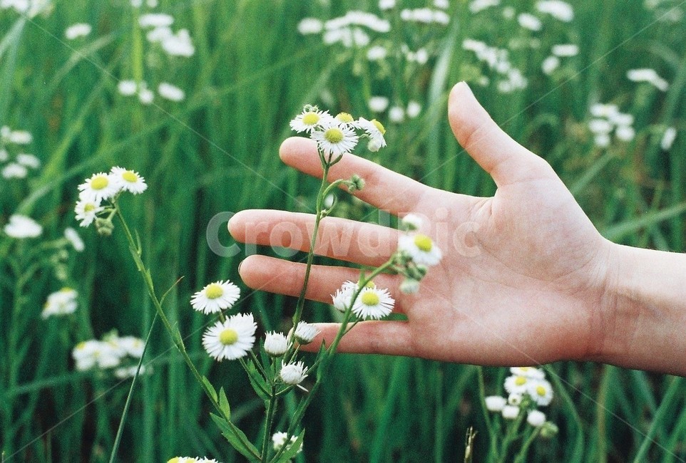 꽃,들꽃,봄,상쾌함,자연,손,초록,flower,nature,plant,감성,하얀,식물,자연,plants,nature,꽃,flower,사람,인물,인간,human,person,신체일부,몸,body,감성,sensible,feeling