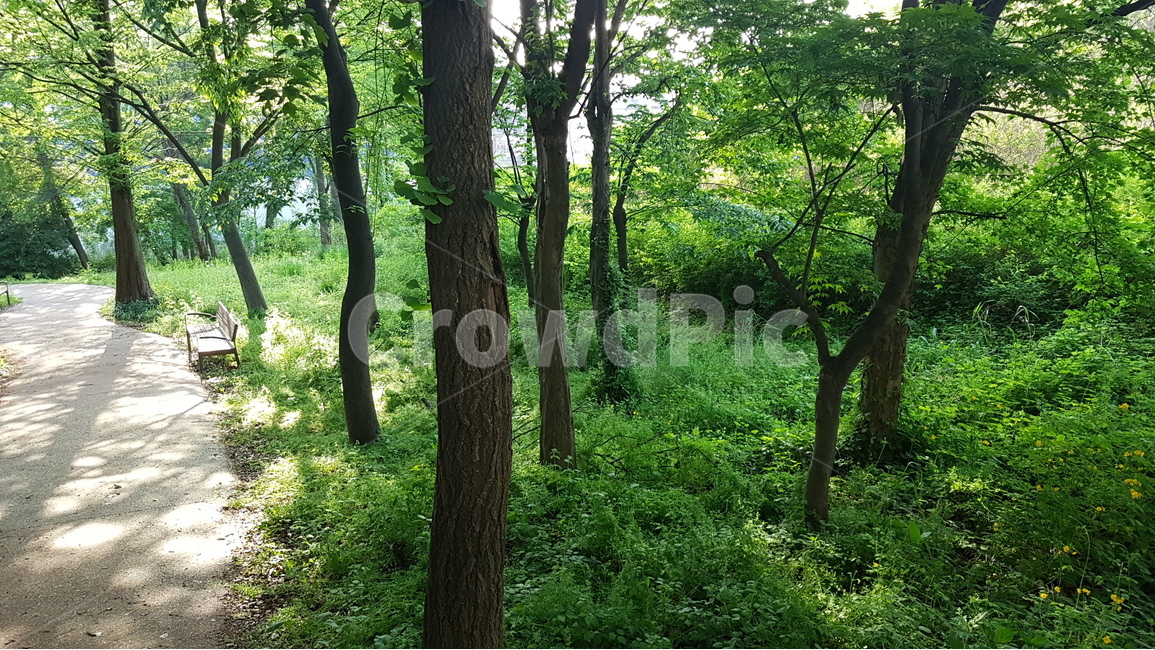 자연,풍경,공원,나무,숲,여름,산책,오솔길,숲속,산,신록,식물,자연,plants,nature,나무,trees,wood