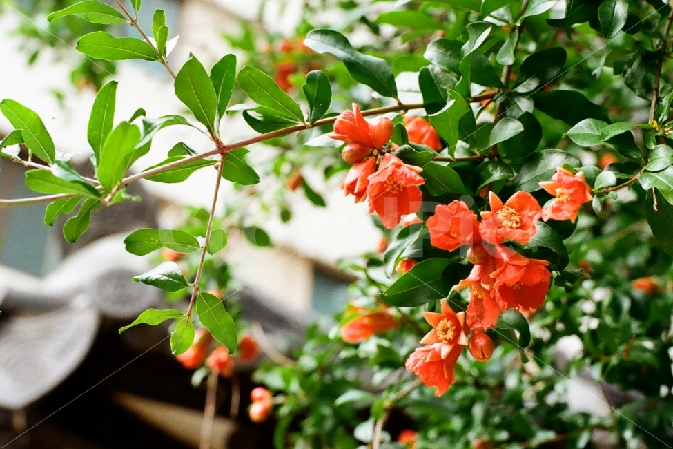 석류나무,석류나무꽃,꽃,나무,석류,식물,자연,plants,nature,꽃,flower,감성,sensible,feeling