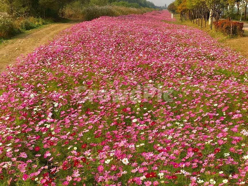 코스모스,꽃밭,꽃,가을,꽃길,가을,계절,fall,autumn,season,자연,풍경,nature,landscape,식물,plants,꽃,flower,blossom,petal,꽃잎,plant