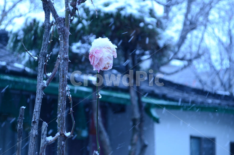 눈,장미,꽃,마당,눈오는날,자연,snow,nature,rose,나무,가시,눈내리는날