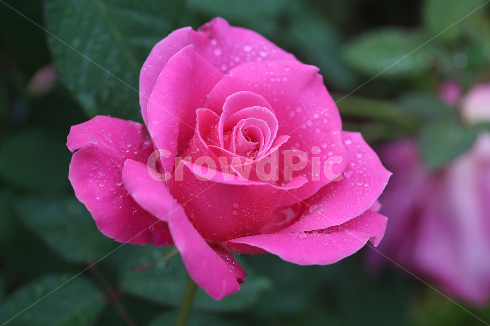 빗방울,물방울,raindrop,waterdrop,장미,꽃,rose,flower,식물,자연,plants,nature,꽃,flower