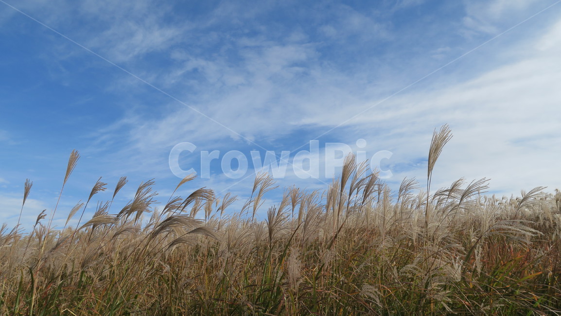 제주도,하늘,갈대,파란하늘,가을,가을,계절,fall,autumn,season,자연,풍경,nature,landscape,plant,식물,grass,잔디,lawn,reed