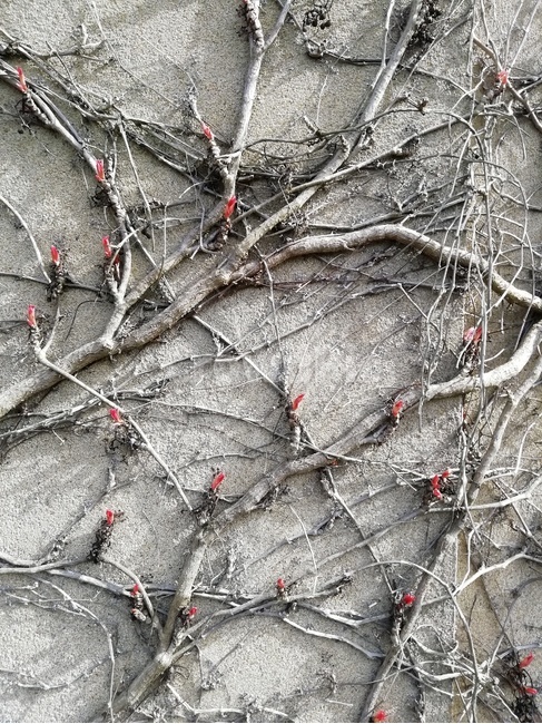 plant,식물,나무,벽,회색,wall,grey