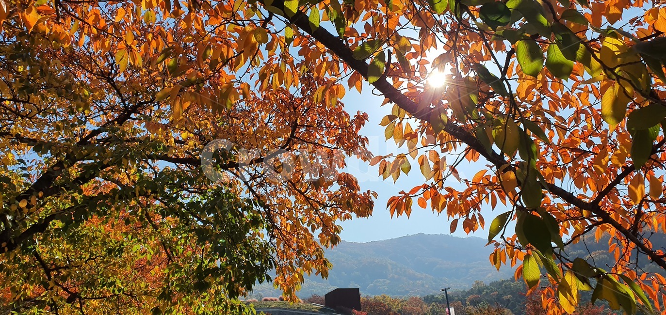 식물,잎,나무,빛,플레어,가을,계절,fall,autumn,season,leaf,plant,tree,light,flare