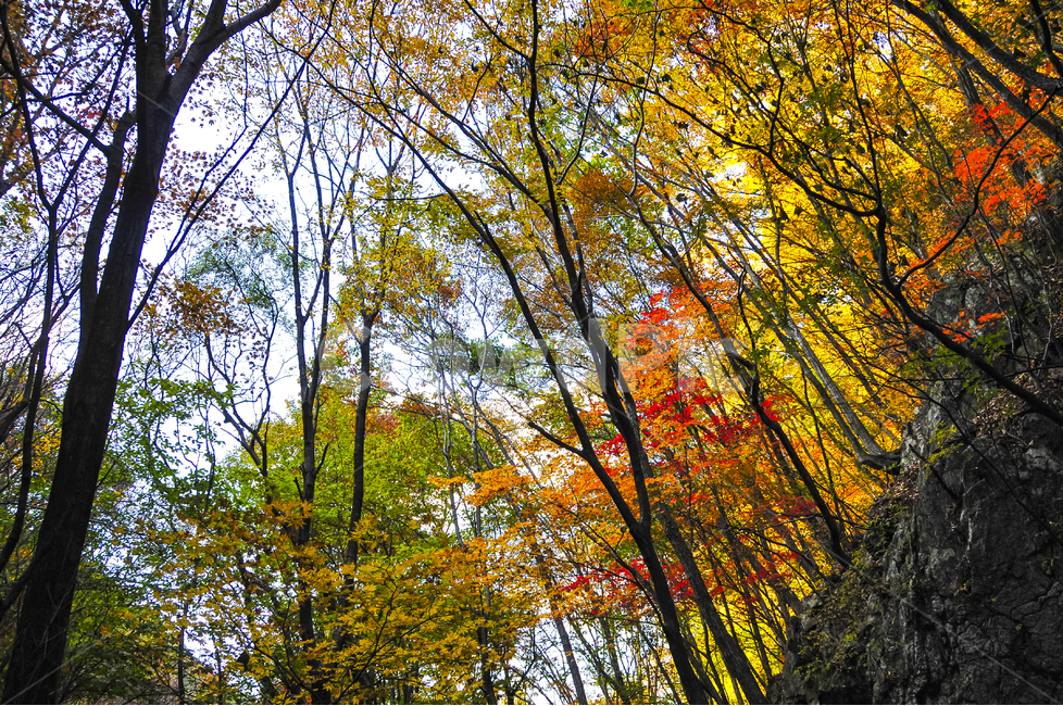 단풍,가을,치악산,계곡,나무,산행,가을,계절,fall,autumn,season,자연,풍경,nature,landscape,식물,plants,나무,trees,wood,plant,tree