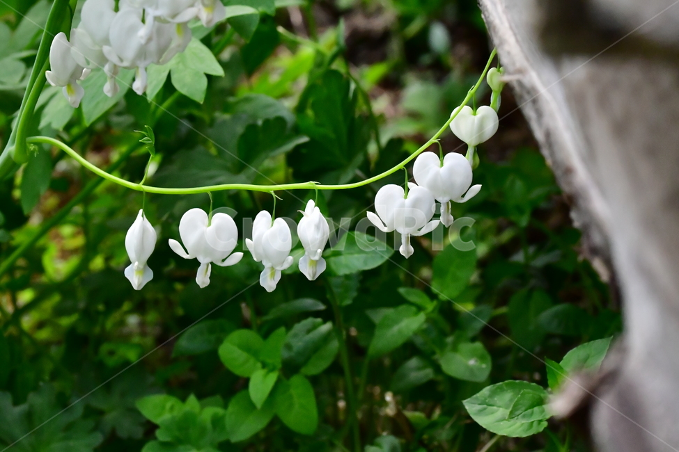 꽃,야생화,자연,식물,풍경,식물,자연,plants,nature,꽃,flower