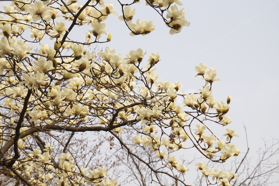 꽃,flower,flowertree,whiteflower,flowers