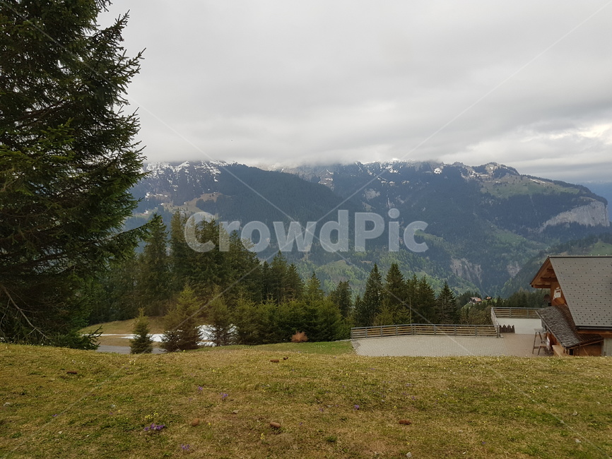 스위스,알프스,자연,switzerland,alps,자연,풍경,nature,landscape,해외,외국,세계,foreign,oversea,world,세계자연풍경,해외자연풍경,외국자연풍경,world nature landscape,tree,나무,plant,식물,abies,아비,fir,전나무