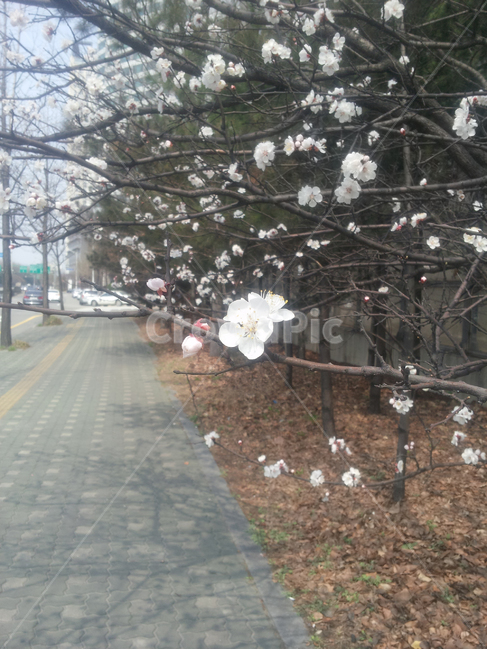 매화,봄,공원,길,나무,식물,자연,plants,nature