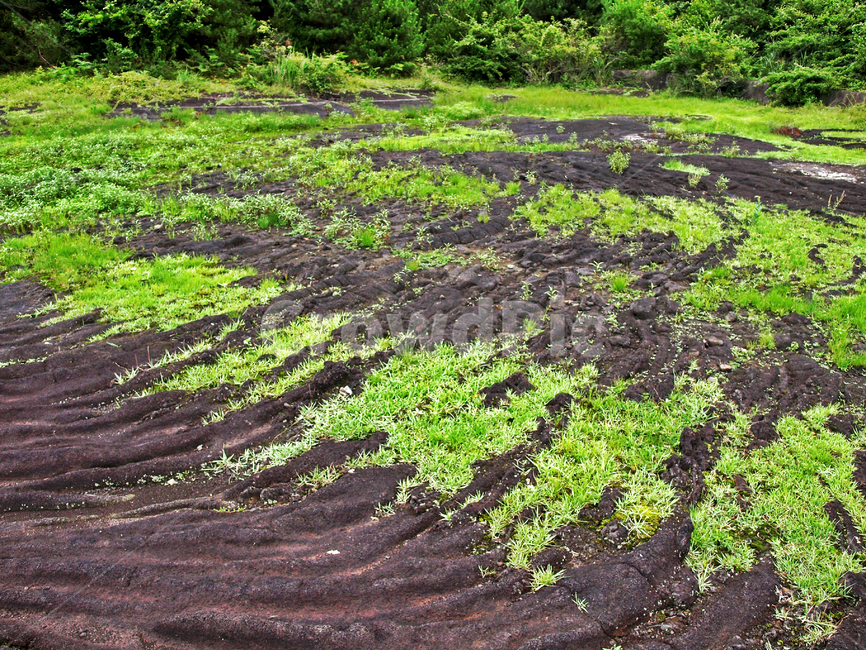 벌러진동산,조천읍,화산,용암석,제주,올레19코스,올레길,자연,풍경,nature,landscape,ground,바닥,soil,흙