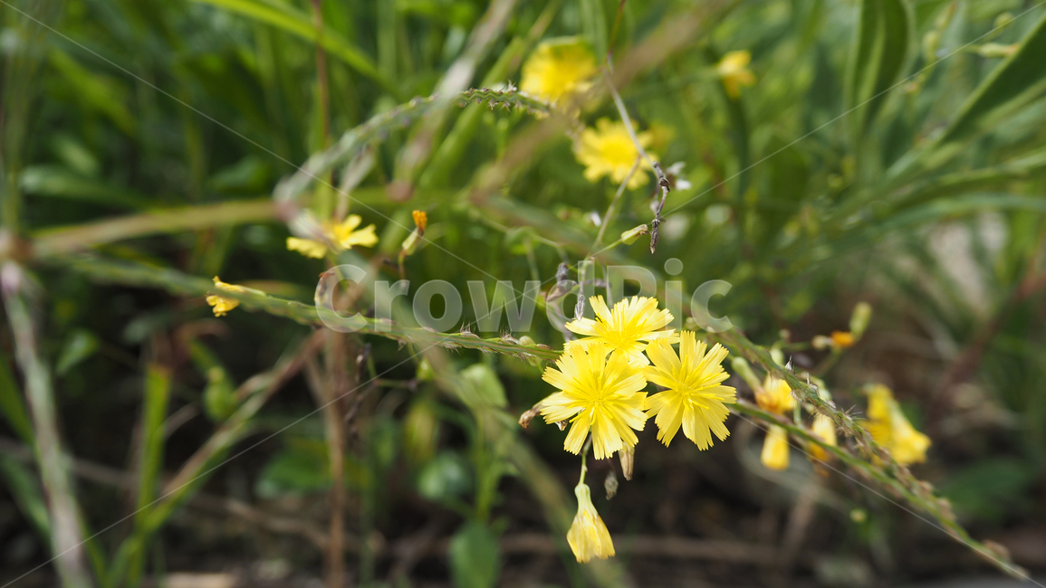야생화,꽃,식물,wildflower,flower,plant,식물,자연,plants,nature,꽃,flower