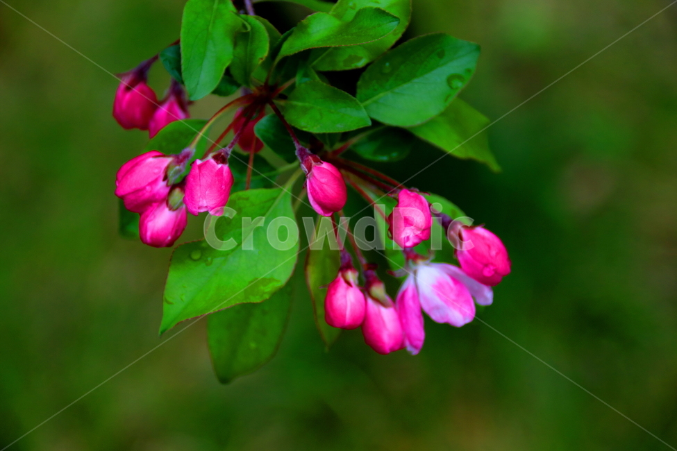 꽃,식물,봄,계절,자연,봄,계절,spring,season,식물,자연,plants,nature,꽃,flower,plant,blossom,acanthaceae,잔잔과