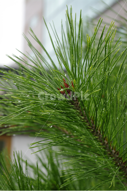 잎,물방울,식물,plant,자연,nature,식물,자연,plants,nature,비,비오는날,rain,rainy