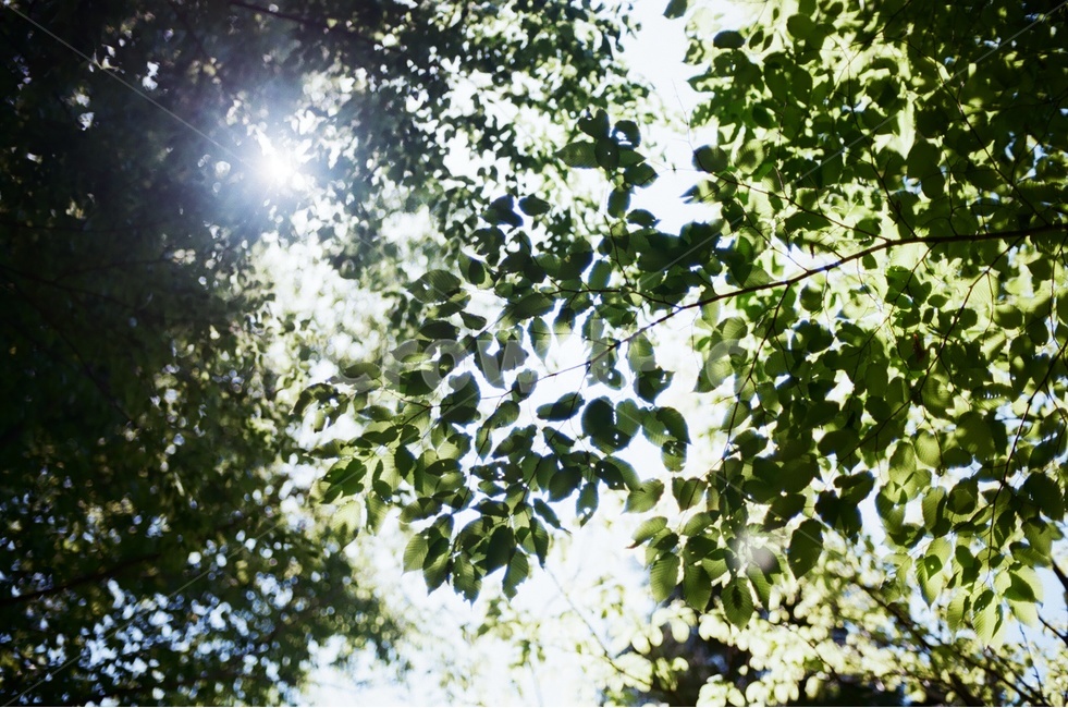 햇살,눈부심,잎,초록,나무,빛내림,필름,감성,하늘,식물,자연,plants,nature,감성,sensible,feeling,휴식,힐링,rest,relaxation,healing
