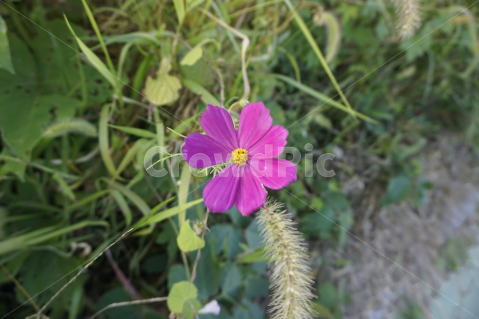코스모스,꽃,flower,들꽃,야생화,식물,자연,plants,nature,꽃,flower