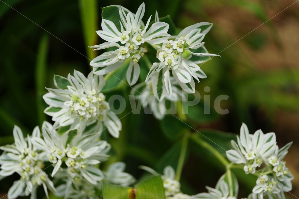 설악초,꽃,플라워,식물,flower,여름,summer,nature,자연,감성사진,힐링사진,감성,힐링,한국의자연,한국자연,한국풍경,여름꽃,스냅,스냅사진,스넵,스넵사진,snap,snapshot,plant,plants,화단,꽃밭,꽃사진,식물,자연,plants,nature,꽃,flower