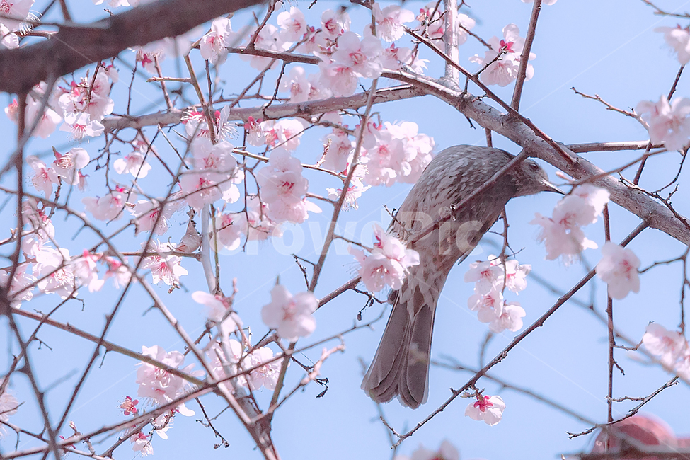 blossom,벚꽃,flower,꽃,plant,식물,animal,동물,bird,새,감성사진