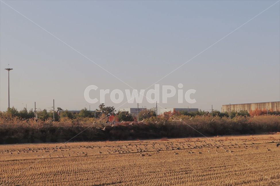 기러기,철새,가을,들녘,들판,가을,계절,fall,autumn,season,동물,animal,조류,새,birds,ground,바닥,nature,자연,outdoors,옥외