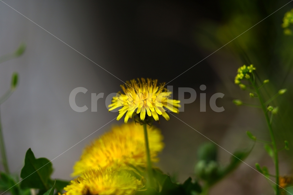 봄,꽃,자연,식물,spring,flower,nature,plants,민들레,이파리,꽃봉오리,접사,macro,클로즈업,closeup,tree,숲,숲속,산림,삼림,조경,봄꽃,감성,힐링,풍경,landscape,식물,자연,plants,nature,꽃,flower