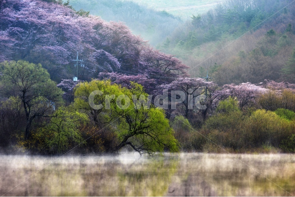 몽환,안개,자연경관,풍경,물,산,음산,적막,고요,아름다운,자연풍경,조용,봄,계절,spring,season,자연,풍경,nature,landscape,한국자연풍경,한국자연경관,korea nature landscape,plant,식물