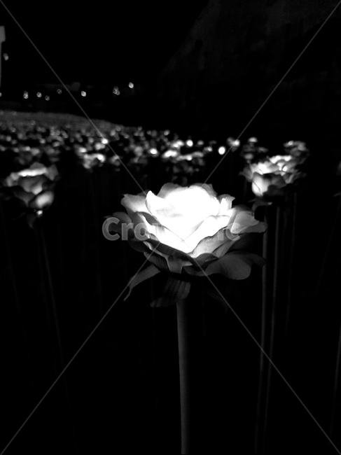 꽃,흑백,인조꽃,풍경,빛,어둠,야경,밤,풍경,nightscape,night,landscape,흑백,모노톤,monochrome,black and white,blossom,flower,rose,장미,plant,식물