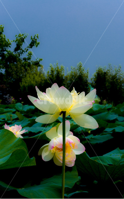 연꽃,연잎,문야,무늬,습지,식물,자연,plants,nature,꽃,flower