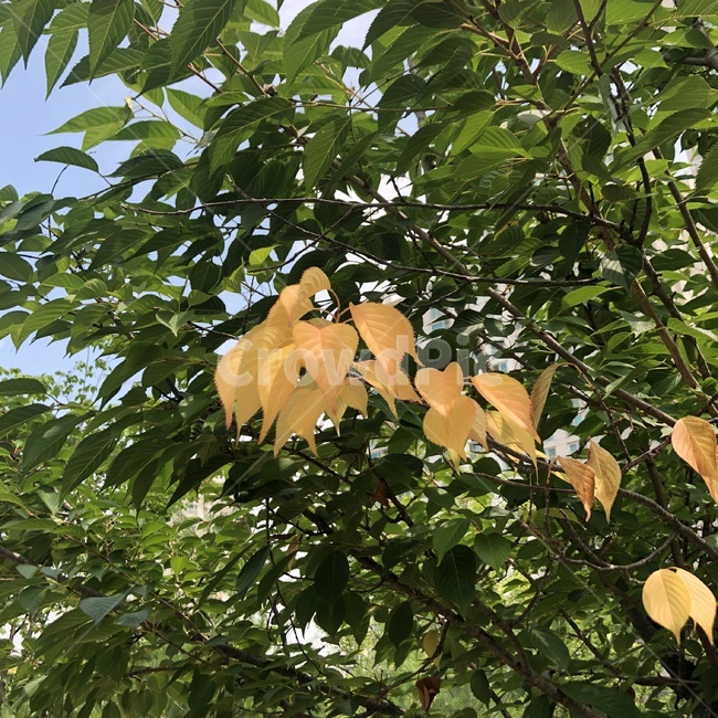 자연,나무,햇살,나무가지,초록,노랑,나뭇잎