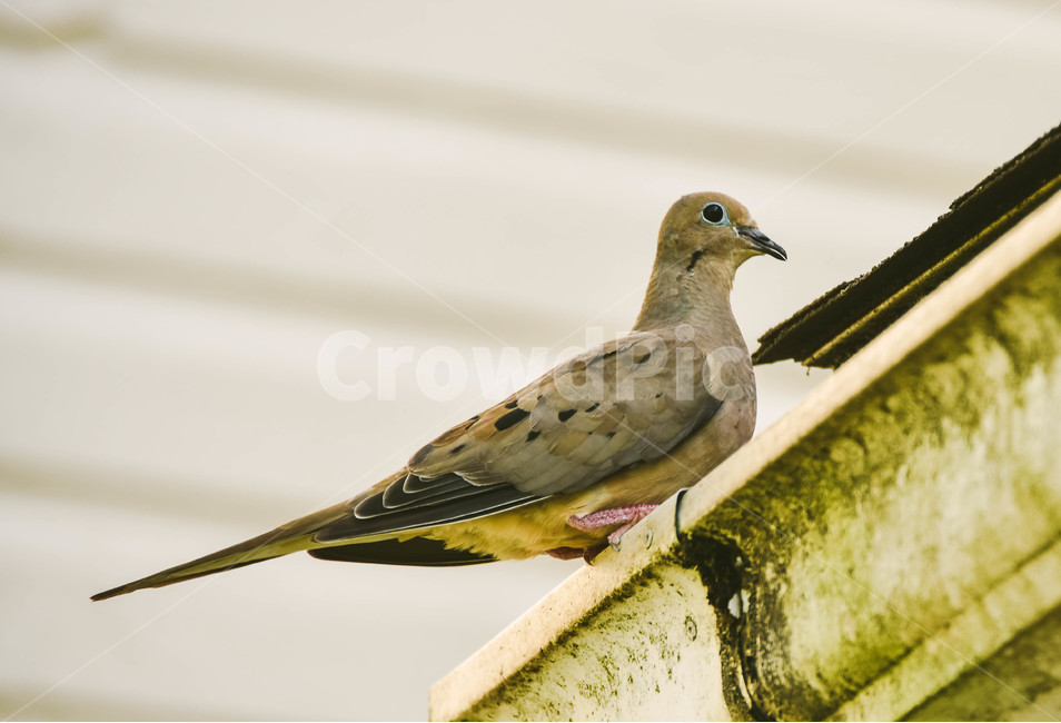 모닝비둘기,비둘기,새,morningdove,dove,bird,동물,animal,조류,새,birds
