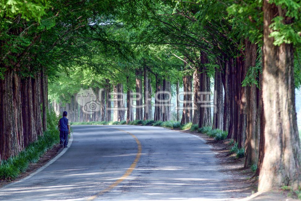 shadow,Damyanggun,metasequoia,trail,road,Damyang,record,sight,Garosugil,forest road,human,Metashamquoia,Beautifully,tree,morning,korea,colonnade,person,plant,road name,Jeollanamdo,walk,tunnel
