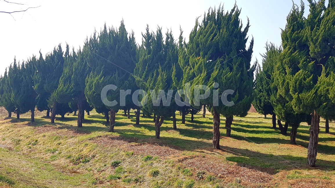나무,울창한나무,울창한숲,숲,공원,푸른나무,자연,풍경,nature,landscape,tree,plant,식물,fir,전나무,conifer,구과 식물