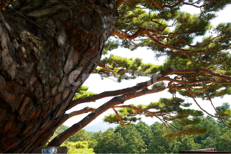 소나무,고목,나무,숲,나뭇잎,휴식,산책,힐링,자연,초록,그린,green,healing,land,하늘,고목나무,나무,trees,wood