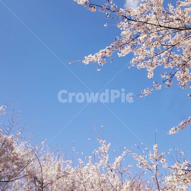 벚꽃,봄,spring,하늘,계절,nature,자연,봄날,파란하늘,꽃,flower,분홍,핑크,파랑,꽃나무,cherryblossom,봄,계절,spring,season,자연,풍경,nature,landscape,plant,식물,blossom,cherry blossom