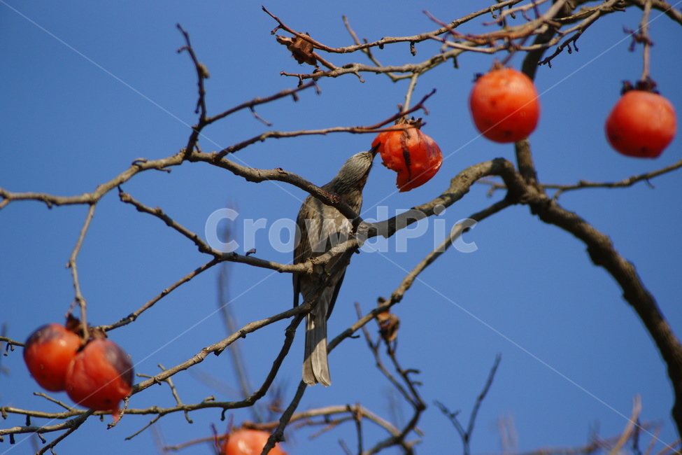 직박구리,홍시,텃새,조류,새,동물,animal,조류,새,birds,과일,열매,fruit